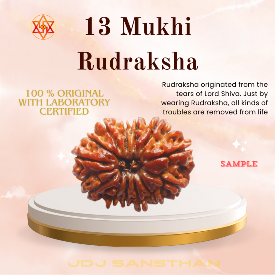 Premium 13 Mukhi Rudraksha